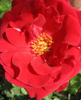 اسرار خلقت 3 rooz2